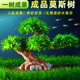 成品莫斯树活体真水草鱼缸装 饰摆件造景大三角莫斯沉木新手好养