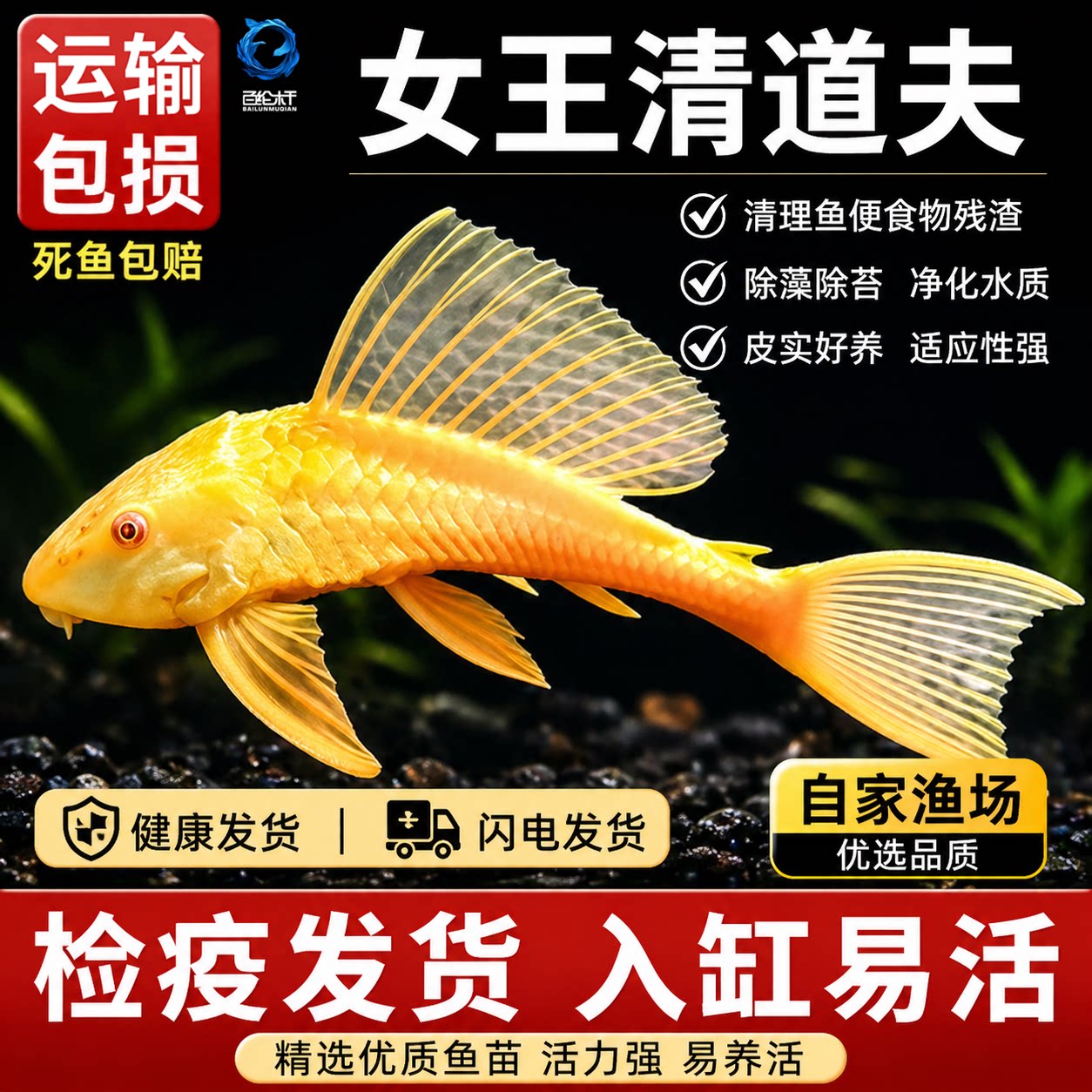 黄金红眼女王清道夫大帆女皇活体大小型垃圾异型鱼热带观赏鱼