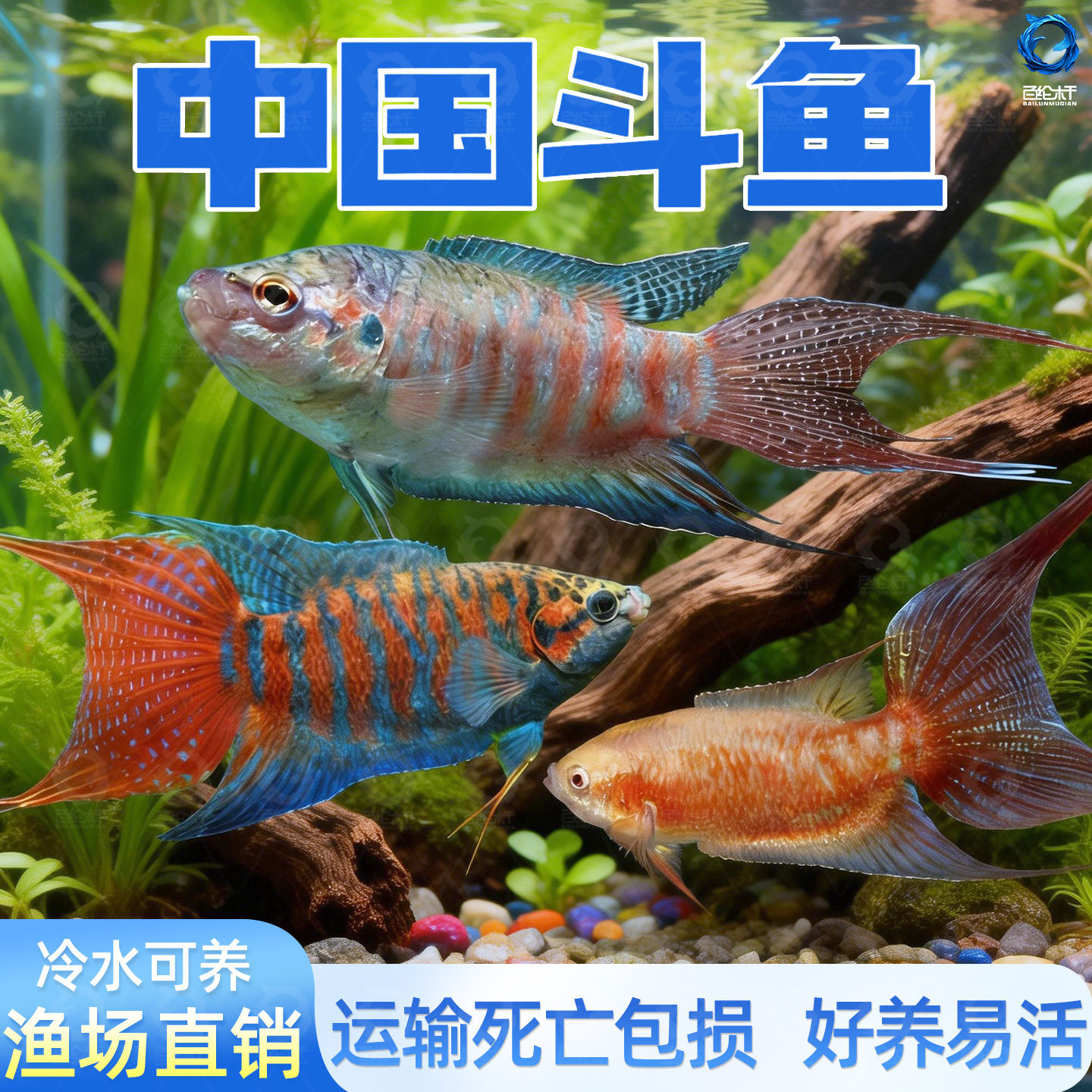 中国斗鱼活体冷水观赏鱼鱼苗不打氧好养易活小型淡水冷水活鱼,宠物/宠物食品及用品,鱼,淘宝优惠券,粉丝福利购,淘宝优惠卷