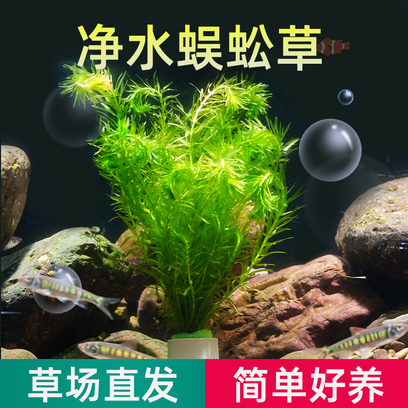 净水植物蜈蚣草绿菊淡水养龟鱼缸造景水草金鱼藻红丁香小宝塔浮萍