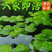 圆心浮萍新款 长须大叶吸收鱼虾净化龟缸庭院造景室内浮萍增氧室外