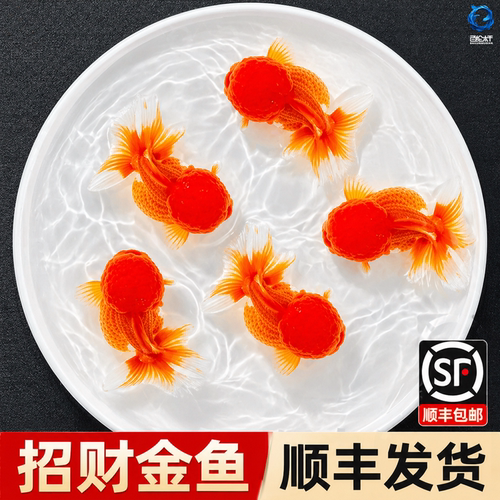红狮金鱼国师鱼冷水鱼小金鱼活鱼淡水锦鲤观赏鱼好养耐活鱼不加温