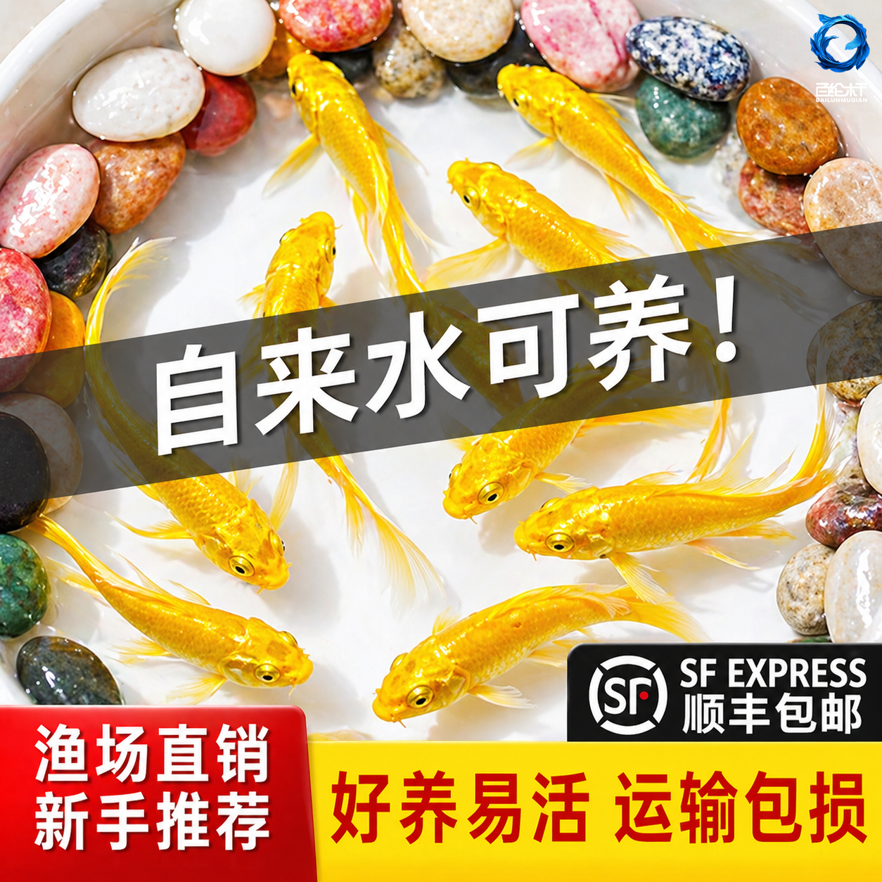 金鱼活鱼黄金锦鲤鱼龙凤锦鲤好养耐活冷水观赏鱼小鱼苗
