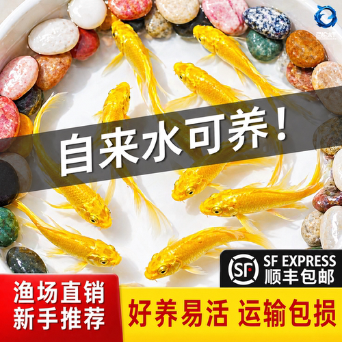锦鲤鱼金活黄龙凤冷水淡好养耐苗