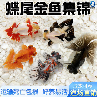 龙睛金鱼冷水观赏鱼大眼黑金鱼苗墨龙睛鱼好养耐活蝶尾金鱼活鱼