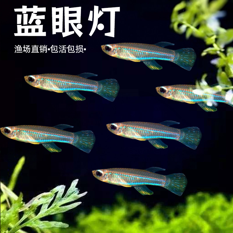 蓝眼睛鱼小型热带鱼蓝眼灯鱼幽灵灯鱼草缸青鱂除油膜群游鱼观赏鱼