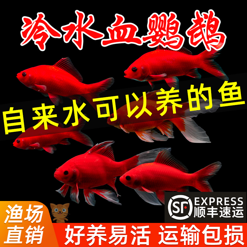 冷水鹦鹉鱼红淡好养易活苗观