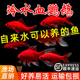 观赏鱼血红冷水鹦鹉好养耐活葡萄金鱼黑眼淡水鱼纯种红鱼