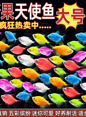 天使鱼大号鱼苗观赏鱼热带鱼斑马孔雀淡水小型好养耐活群游宠物鱼