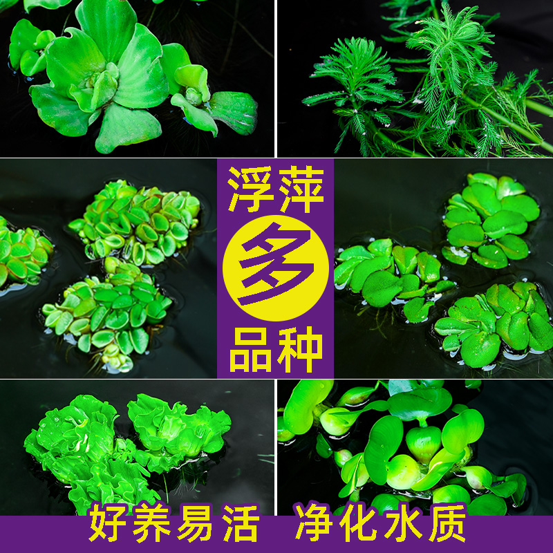 浮萍水草植物鱼缸水培一叶莲水葫芦水芙蓉造景和鱼共养水生真水草 宠物/宠物食品及用品 水草 原图主图