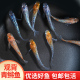 观背青鳉鱼冷水魔法鱼小型鱼观赏锦鲤淡水金鱼卵活体鱼苗好养青锵