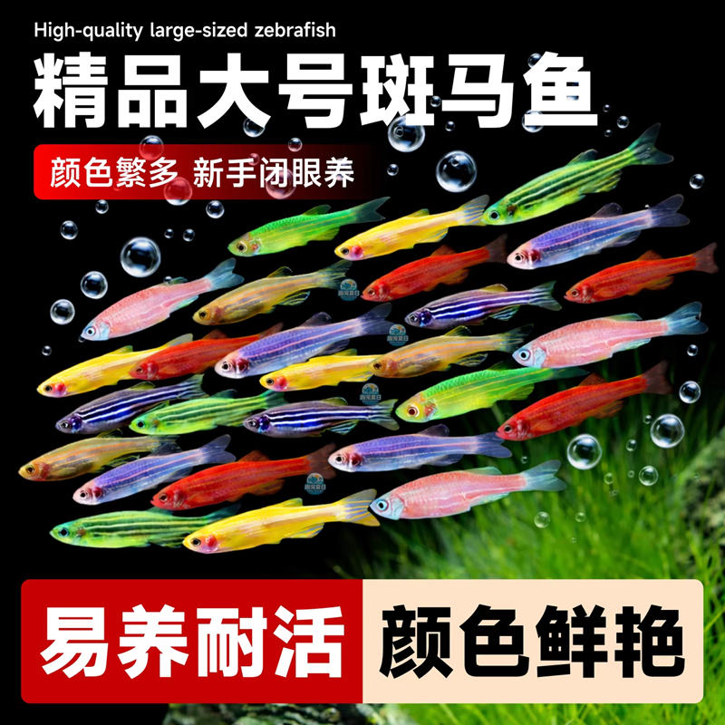灯科鱼斑马鱼活体冷淡水新练手好养红绿宝莲灯小型热带观赏金鱼苗