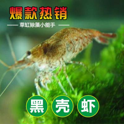 黑壳虾观赏虾宠物活体虾观赏虾饲料工具虾水族箱除藻虾免包装包邮