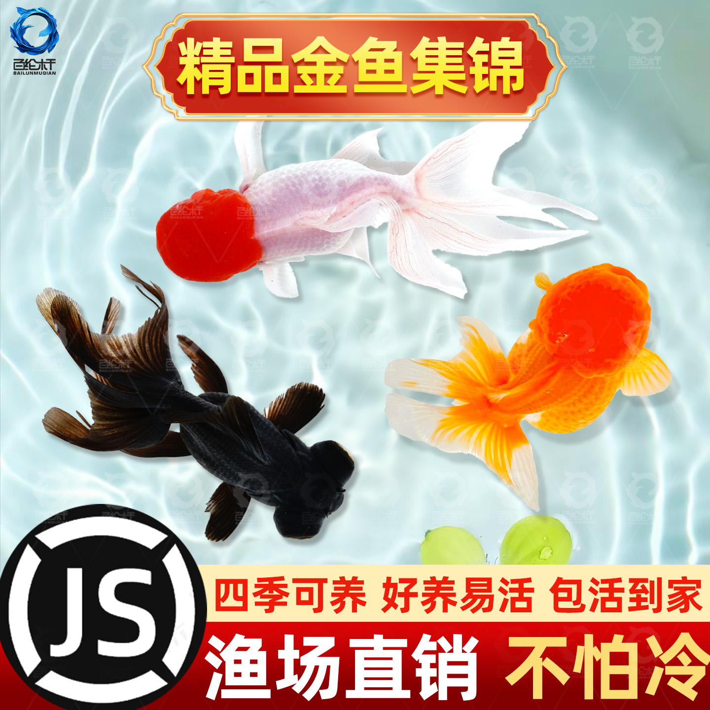 金鱼活鱼观赏鱼小型淡水好养冷水鱼锦鲤泰狮子头蝶尾兰寿草金鱼苗