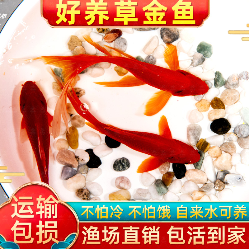 观赏小鱼草金鱼苗好养耐活龙鱼饲料鱼小宠物小型淡水冷水活鱼