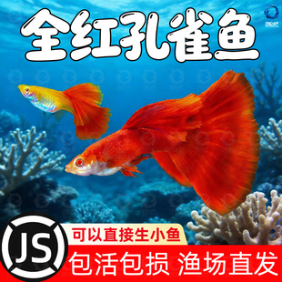 精品美国全红孔雀鱼活鱼热带鱼苗观赏鱼小型凤尾鱼大尾巴好养耐活