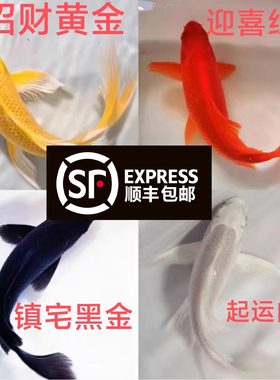 顺丰锦鲤鱼活鱼冷水淡水鱼苗观赏鱼金鱼小型好养耐活纯种红白三色