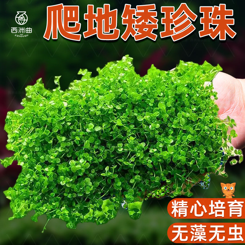 鱼缸水草植物真水草新手懒人造景无菌杯牛毛爬地矮珍珠阴性前景草,宠物/宠物食品及用品,水草,淘宝优惠券,粉丝福利购,淘宝优惠卷