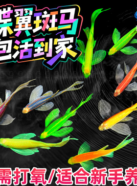 蝶翼斑马鱼长尾长鳍大帆翡翠绿观赏鱼龙凤冷水小型淡水好养小活鱼