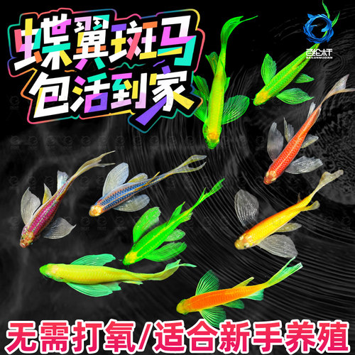 蝶翼斑马鱼长尾鳍大帆翡翠绿观赏