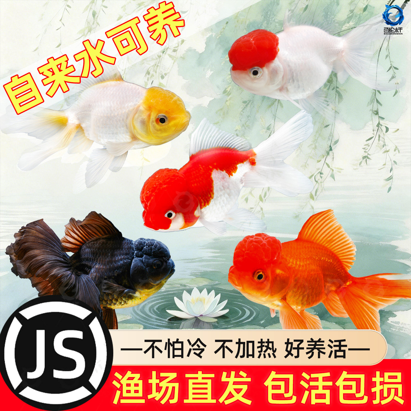 观赏鱼鸿运当头鹤顶红金鱼活体鱼苗冷水小鱼淡水好养国狮金鱼活鱼