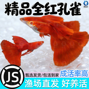 精品全红孔雀鱼凤尾淡水易繁殖耐活体好养纯种胎生观赏鱼小型热带