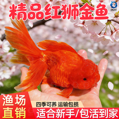 红狮金鱼国师鱼冷水鱼金鱼活鱼淡水锦鲤活体好养耐活不加温观赏鱼