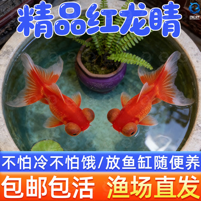 龙睛金鱼活鱼红龙睛国粹观赏鱼新手好养易耐活冷水淡水鱼锦鲤鱼苗