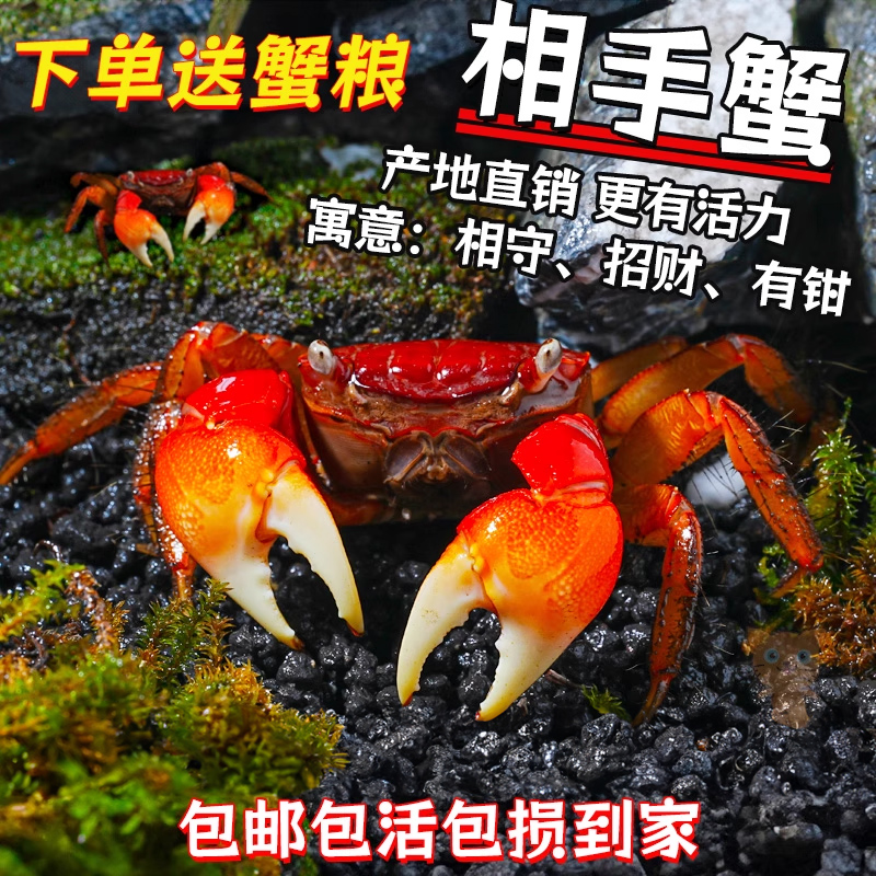 迷你辣椒蟹相手蟹将军蟹招潮蟹活体宠物螃蟹鱼缸观赏蟹吃虫除藻蟹