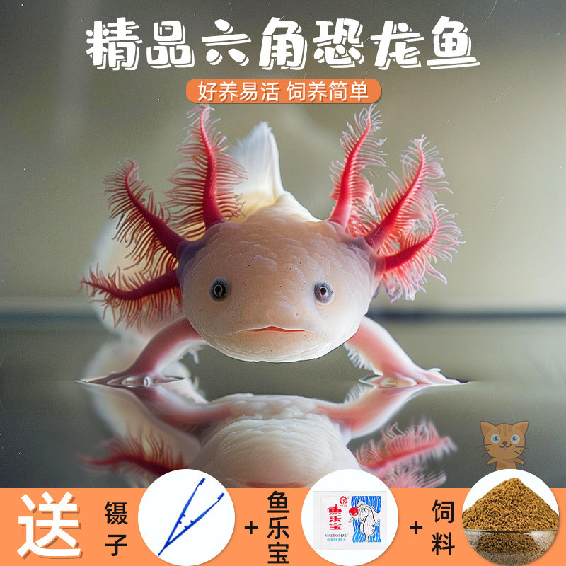 六角恐龙鱼观赏鱼冷水鱼蝾螈宠物鱼活体六角龙淡水好养易活美西螈