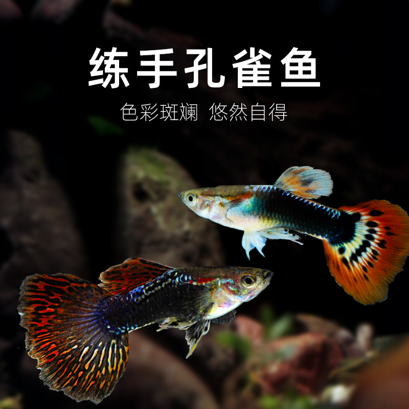 孔雀鱼鱼苗观赏鱼活体热带小型淡水好养耐活红绿灯斑马凤尾小鱼,宠物/宠物食品及用品,观赏虾蟹等饲料,淘宝优惠券,粉丝福利购,淘宝优惠卷