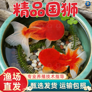 红狮金鱼国师鱼冷水鱼小金鱼活鱼淡水锦鲤观赏鱼好养耐活鱼不加温