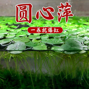 饰 水草浮萍鱼缸净化水质圆心萍水培庭院鱼虾龟缸造景漂浮植物装