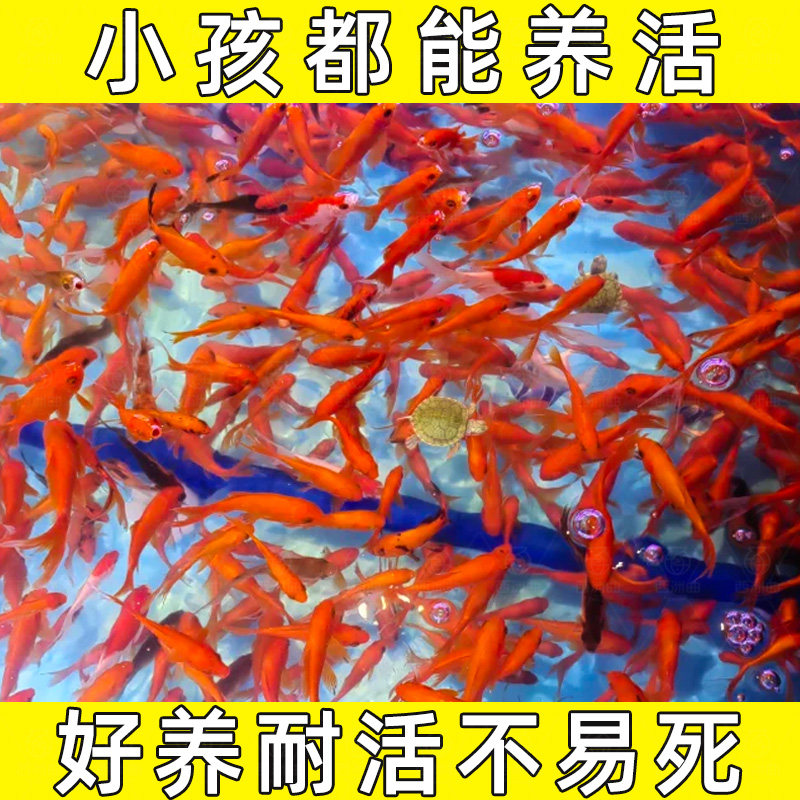 草金鱼鱼苗观赏鱼活鱼好养耐活红草锦鲤活体冷水鱼淡水鱼锦鲫红草