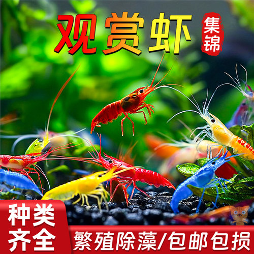 黑壳虾除藻虾淡水鲜活观赏虾淡水