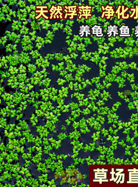 芝麻浮萍小叶萍水草喂鱼喂龟好养净化水质池塘鱼缸造景水培小浮萍