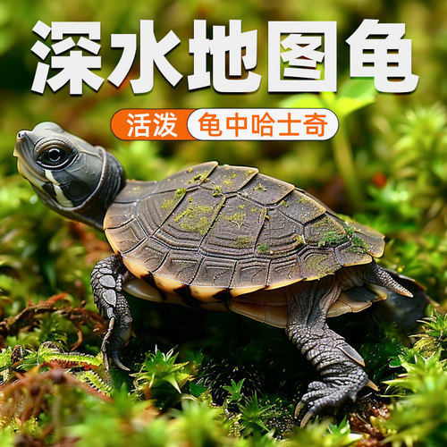 深水龟密西比地图苗小乌活物鱼缸