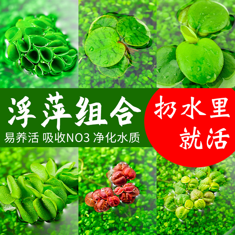 水培植物养龟鱼缸浮萍