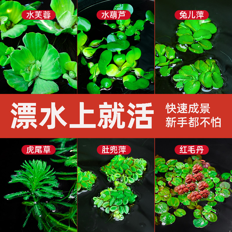 浮萍真水草植物鱼缸造景好养水生植物龟缸水芙蓉水葫芦古法养鱼 宠物/宠物食品及用品 水草 原图主图