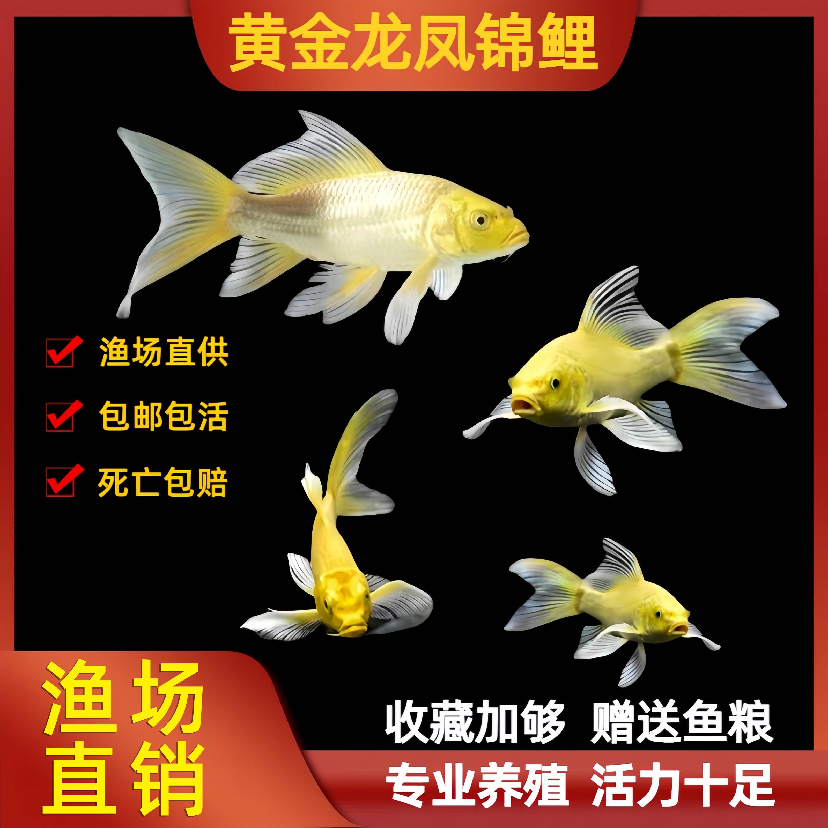 黄金龙凤锦鲤白金乌金观赏鱼淡水