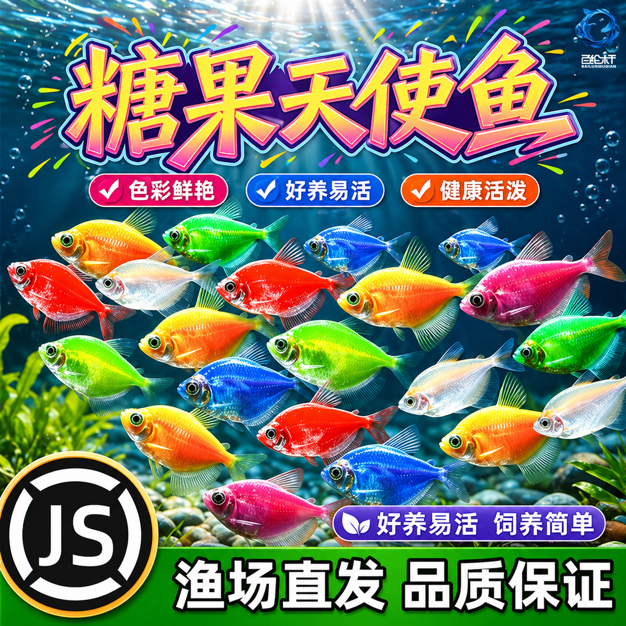 天使鱼观赏鱼活体大号群游活鱼热带鱼斑马小型鱼淡水孔雀好养耐活