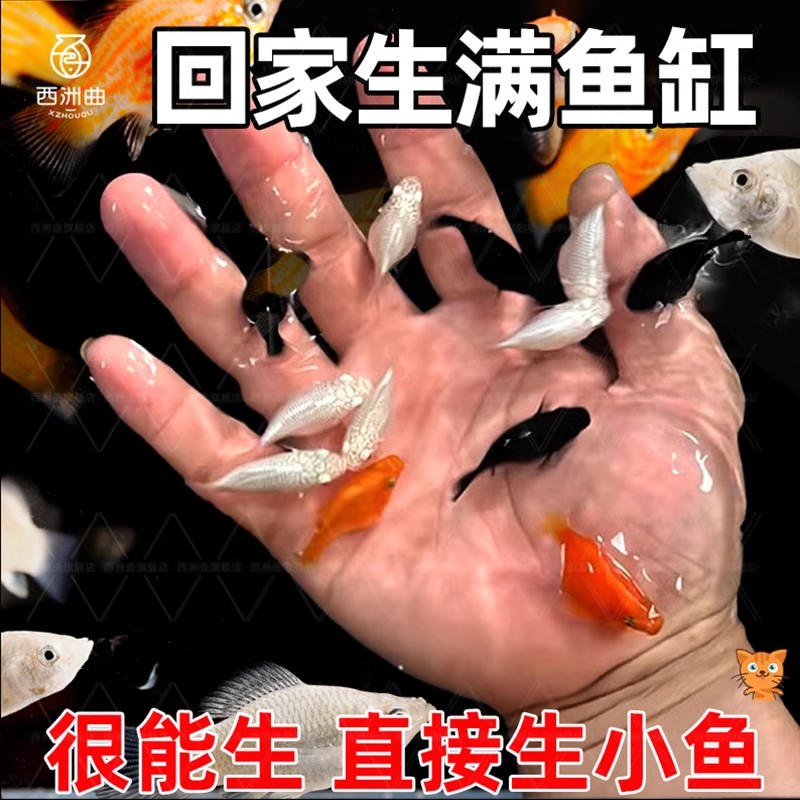 胎生鱼活体玛丽球淡水冷水小鱼易繁殖招财鱼好养热带观赏鱼新手鱼