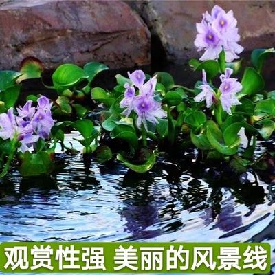 懒人水草水葫芦槐叶性原生态漂浮