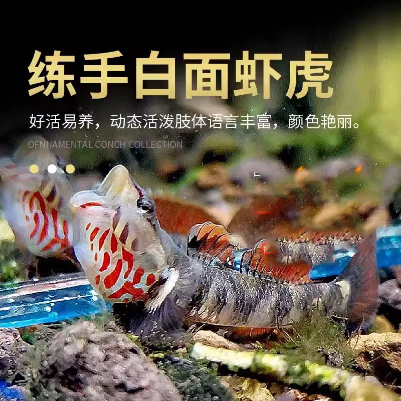 好养耐活原生鱼冷水淡水观赏鱼