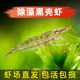 顺丰超大黑壳虾鱼缸观赏除藻工具虾草缸清理鲜活宠物活体饲料冷水