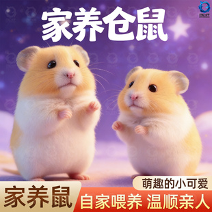 小仓鼠活物萌宠送笼子金丝熊一对银狐布丁紫仓奶茶公婆苍鼠活体