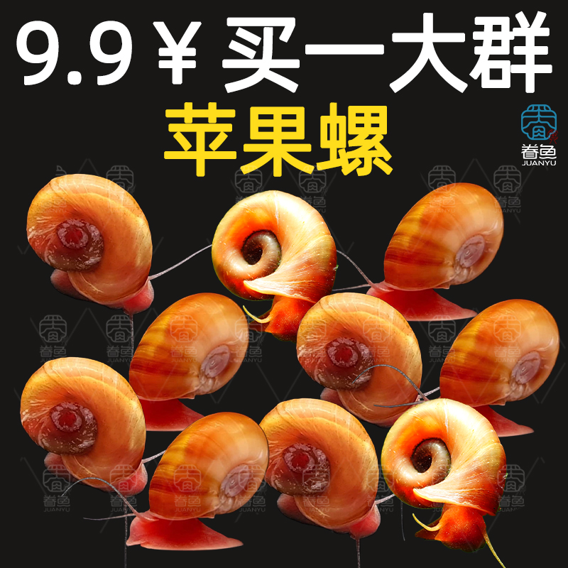 苹果螺除藻螺迷你观赏螺蜗牛工具螺水草缸除苔清理残食清洁螺包邮