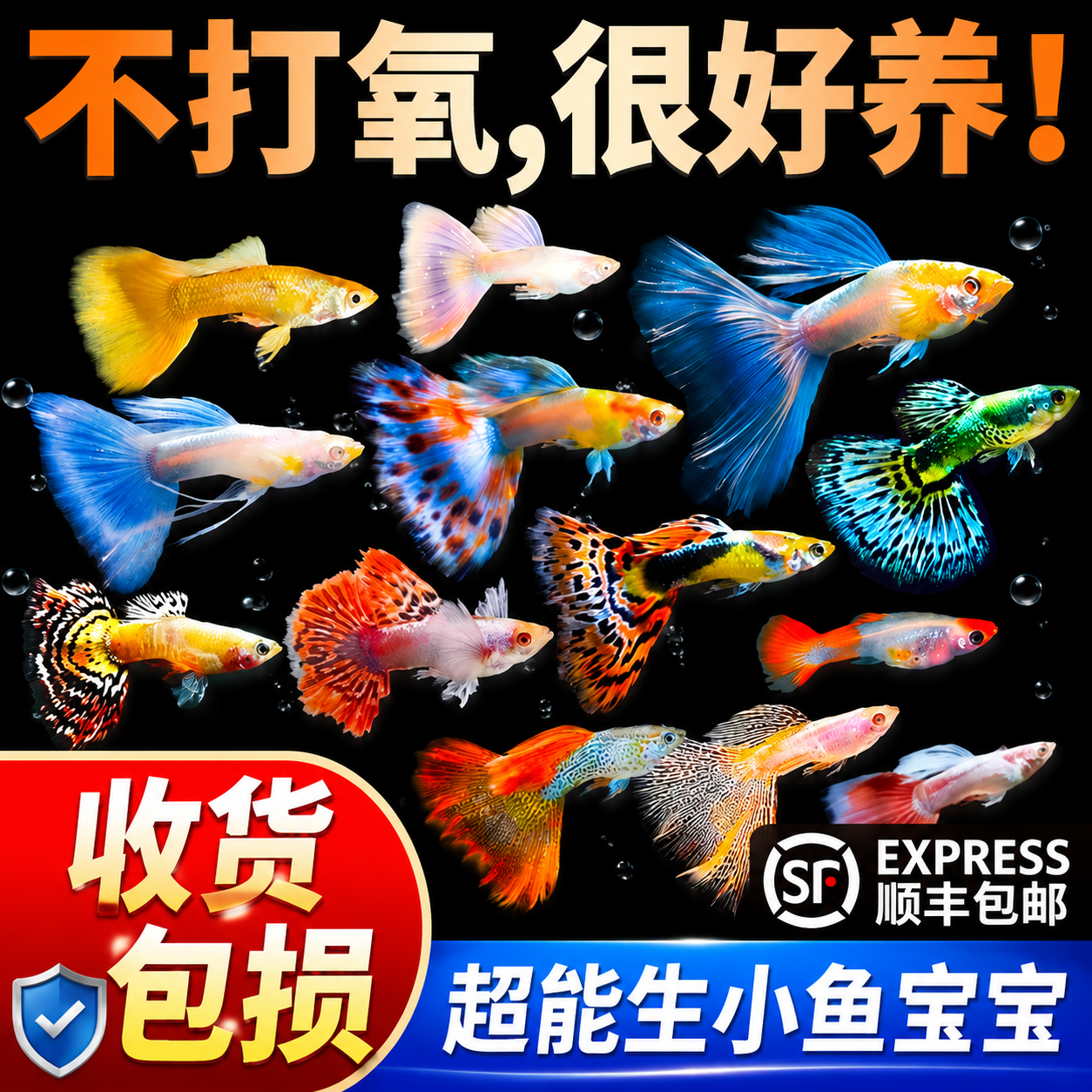 孔雀鱼活鱼观赏鱼纯种小型热带鱼活体淡水好养耐活鱼苗观赏鱼小鱼
