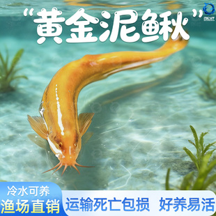 黄金泥鳅冷水观赏鱼淡水黄金泥鳅鱼缸清道夫清洁工具鱼好养耐活鱼