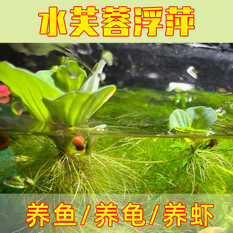 浮萍水草芙蓉养鱼龟缸造景装饰培